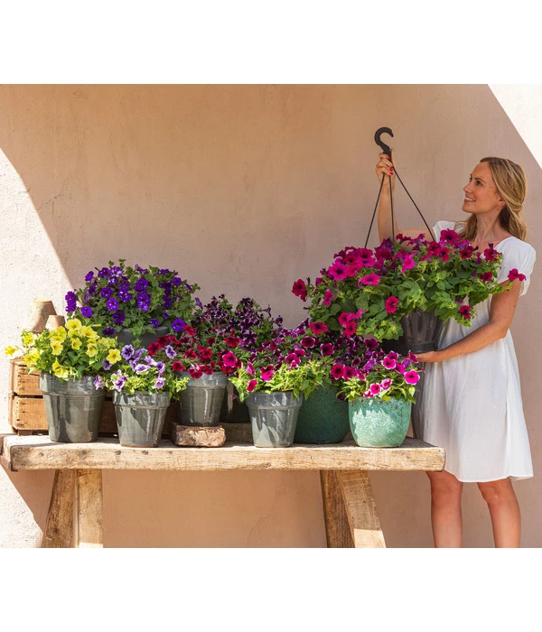 Hängepetunie 'Night Sky' 5 Hängepetunie 'Night Sky' – Bild 5