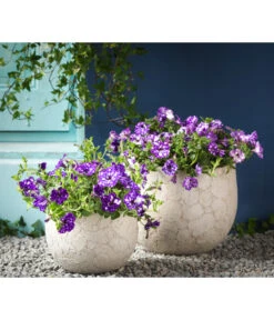 Hängepetunie 'Night Sky' 8 Hängepetunie 'Night Sky' -Outdoor Garten Geschäft 8816506 WE MO 004 HaengepetunieNightSkyHaengepetunieT12