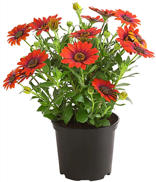 Kapkörbchen 'Purple Sun' 1 Kapkörbchen 'Purple Sun'