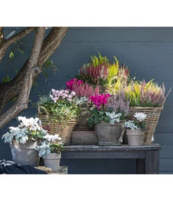 Mueca - Gitterkraut Und Mühlenbeckia 11 Mueca - Gitterkraut Und Mühlenbeckia -Outdoor Garten Geschäft 8819260 WE MO 001 Herbstmix