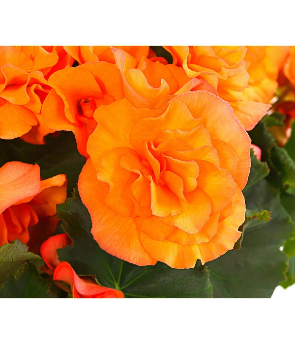 Begonie 'Solenia', Verschiedene Sorten 6 Begonie 'Solenia', Verschiedene Sorten – Bild 6