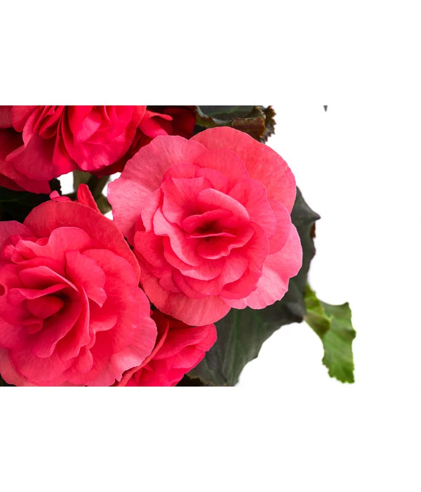 Begonie 'Solenia', Verschiedene Sorten 9 Begonie 'Solenia', Verschiedene Sorten – Bild 9