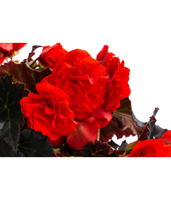 Begonie 'Solenia', Verschiedene Sorten 8 Begonie 'Solenia', Verschiedene Sorten – Bild 8