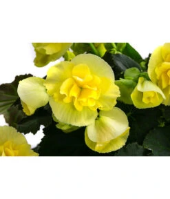 Begonie 'Solenia', Verschiedene Sorten 15 Begonie 'Solenia', Verschiedene Sorten -Outdoor Garten Geschäft 8821290 WE DE 003 BegonieSoleniaGelbT12