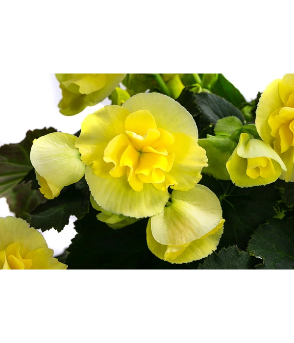 Begonie 'Solenia', Verschiedene Sorten 7 Begonie 'Solenia', Verschiedene Sorten – Bild 7