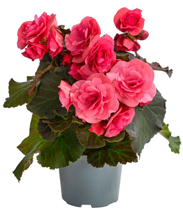 Begonie 'Solenia', Verschiedene Sorten 4 Begonie 'Solenia', Verschiedene Sorten – Bild 4