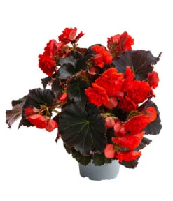 Begonie 'Solenia', Verschiedene Sorten 11 Begonie 'Solenia', Verschiedene Sorten -Outdoor Garten Geschäft 8821290 WE FS 002 BegonieSoleniaRotT12