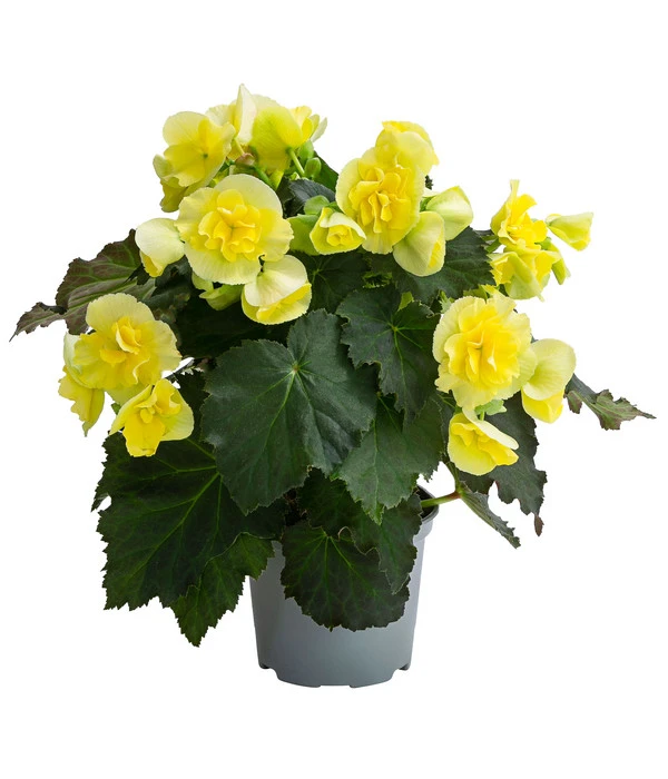 Begonie 'Solenia', Verschiedene Sorten 2 Begonie 'Solenia', Verschiedene Sorten – Bild 2