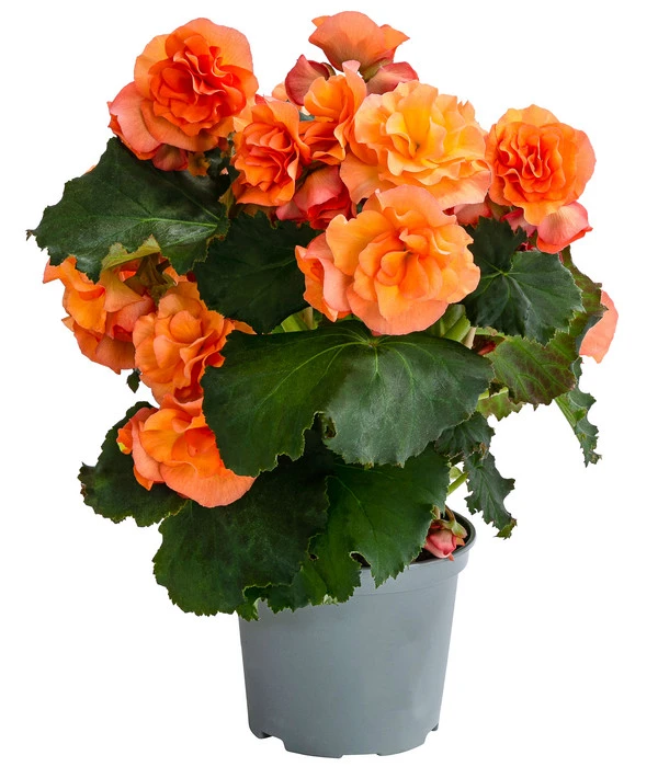 Begonie 'Solenia', Verschiedene Sorten 1 Begonie 'Solenia', Verschiedene Sorten