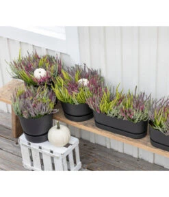 Elho Kunststoff-Topf Greenville, Ca. B20/B18/T49 Cm -Outdoor Garten Geschäft 8821985 WE MO 001 CallunaQuattro