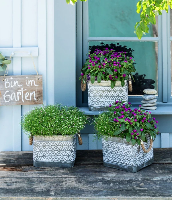 Schleierkraut-Duo 2 Schleierkraut-Duo – Bild 2