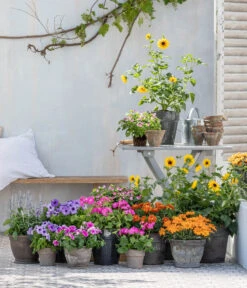 Bauernorchidee -Outdoor Garten Geschäft 8823122 WE MO 001 HelianthusT14