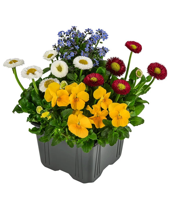 Frühlings-Quattro 1 Frühlings-Quattro