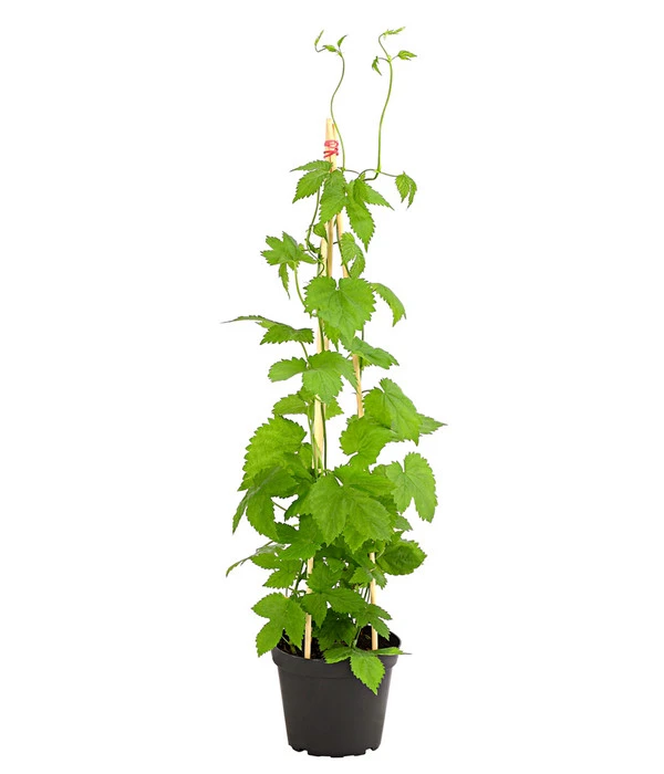 Echter Hopfen 1 Echter Hopfen