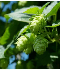 Echter Hopfen 8 Echter Hopfen -Outdoor Garten Geschäft 8824245 WE DE 002 HumulusLupulusHopfenPixabay