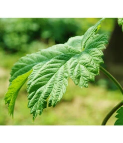 Echter Hopfen 9 Echter Hopfen -Outdoor Garten Geschäft 8824245 WE DE 003 HumulusLupulusHopfenPixabay