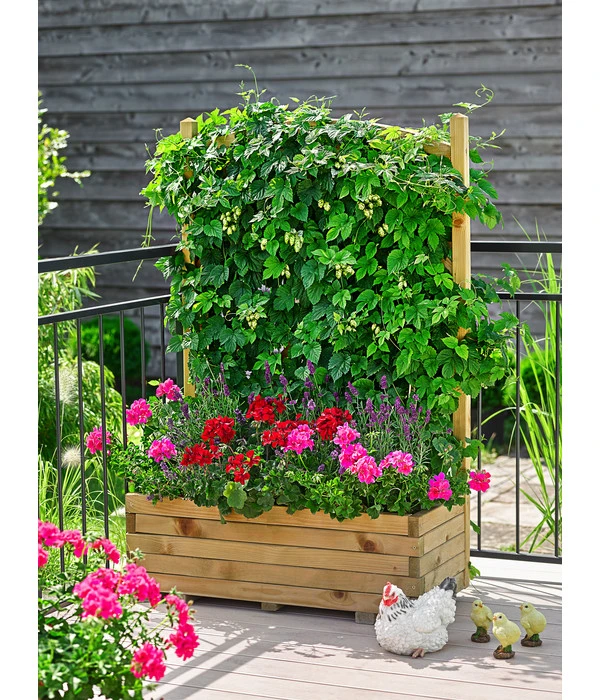 Echter Hopfen 2 Echter Hopfen – Bild 2