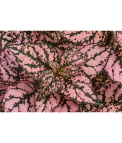 Punktblume 'Hippo', Verschiedene Sorten 14 Punktblume 'Hippo', Verschiedene Sorten -Outdoor Garten Geschäft 8824252 WE DE 002 HippoMixT12