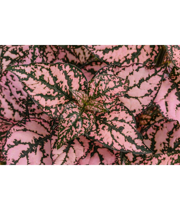 Punktblume 'Hippo', Verschiedene Sorten 7 Punktblume 'Hippo', Verschiedene Sorten – Bild 7