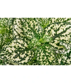 Punktblume 'Hippo', Verschiedene Sorten 15 Punktblume 'Hippo', Verschiedene Sorten -Outdoor Garten Geschäft 8824252 WE DE 003 HippoMixT12