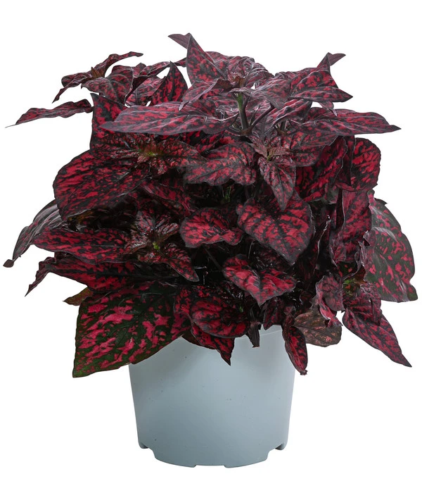 Punktblume 'Hippo', Verschiedene Sorten 1 Punktblume 'Hippo', Verschiedene Sorten