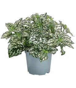 Punktblume 'Hippo', Verschiedene Sorten 10 Punktblume 'Hippo', Verschiedene Sorten -Outdoor Garten Geschäft 8824252 WE FS 003 HippoMixT12