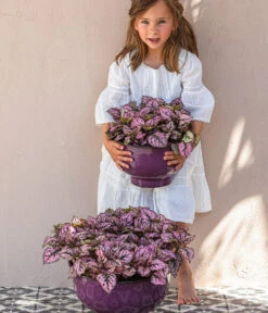 Punktblume 'Hippo', Verschiedene Sorten 11 Punktblume 'Hippo', Verschiedene Sorten -Outdoor Garten Geschäft 8824252 WE MO 002 PunktblumeHippo