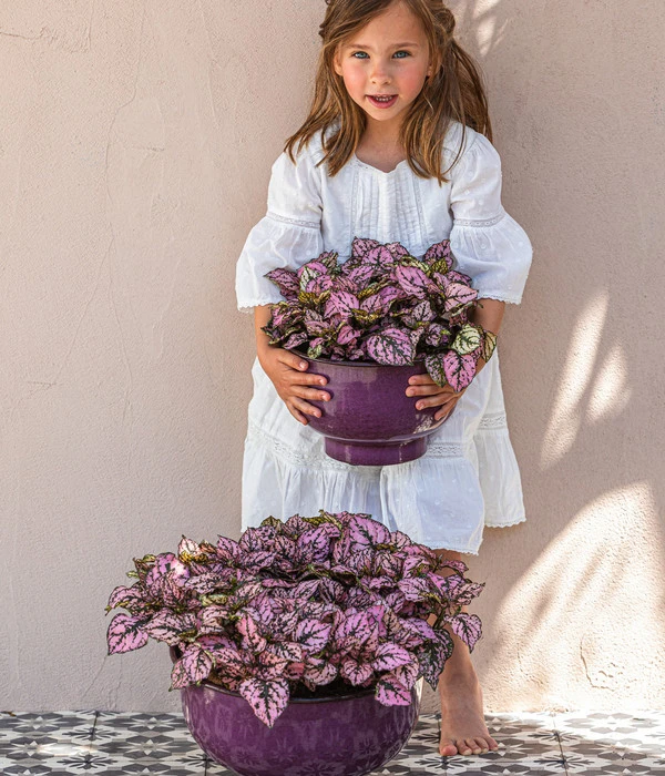 Punktblume 'Hippo', Verschiedene Sorten 4 Punktblume 'Hippo', Verschiedene Sorten – Bild 4