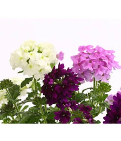 Eisenkraut-Trio 6 Eisenkraut-Trio -Outdoor Garten Geschäft 8827388 WE DE 001 EisenkrautVerbenaHybrideTrioT13OWDehnerExpressHerzig