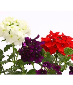 Eisenkraut-Trio 7 Eisenkraut-Trio -Outdoor Garten Geschäft 8827388 WE DE 002 EisenkrautVerbenaHybrideTrioT13OWDehnerExpressHerzig