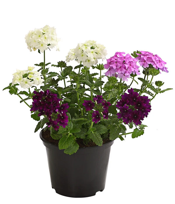 Eisenkraut-Trio 1 Eisenkraut-Trio