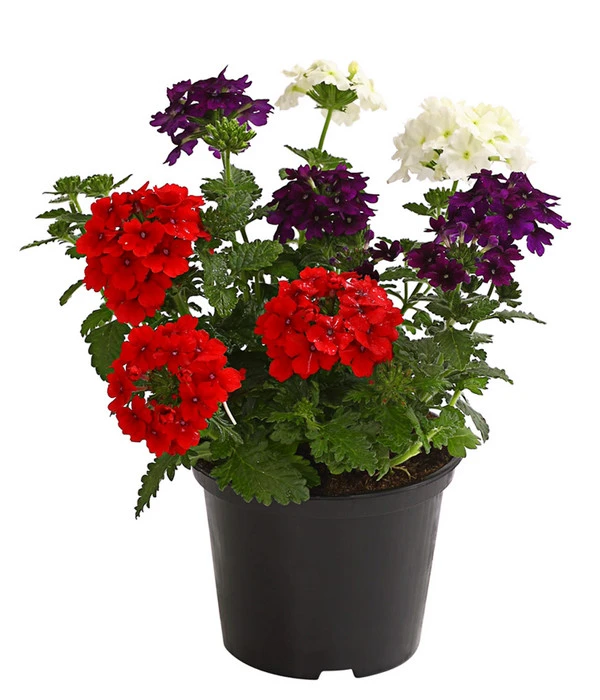 Eisenkraut-Trio 2 Eisenkraut-Trio – Bild 2