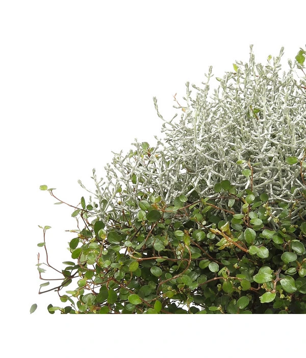 Mueca - Gitterkraut Und Mühlenbeckia 8 Mueca - Gitterkraut Und Mühlenbeckia – Bild 8