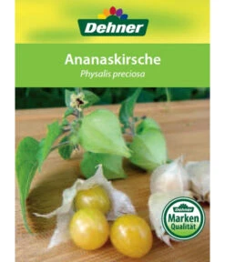 Dehner Ananaskirsche Physalis 12 Dehner Ananaskirsche Physalis -Outdoor Garten Geschäft 8830069 Ananaskirsche Etikett 1