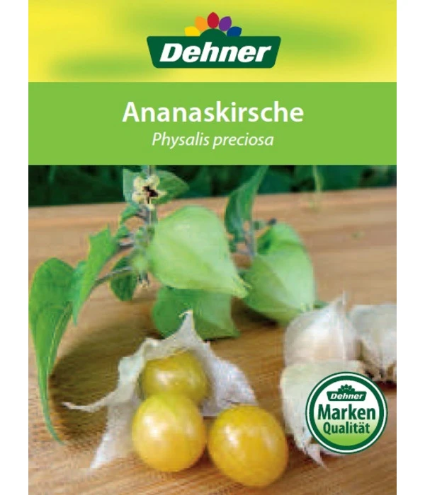 Dehner Ananaskirsche Physalis 6 Dehner Ananaskirsche Physalis – Bild 6