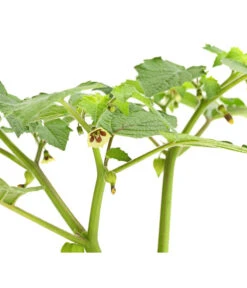 Dehner Ananaskirsche Physalis 11 Dehner Ananaskirsche Physalis -Outdoor Garten Geschäft 8830069 WE DE 001 AnanaskirschePhysalisPhysalisPreciosaT12DehnerExpressHerzig