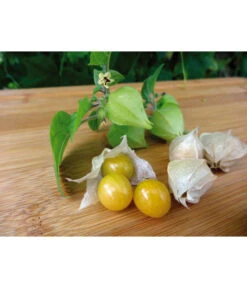 Dehner Ananaskirsche Physalis 9 Dehner Ananaskirsche Physalis -Outdoor Garten Geschäft 8830069 WE MO 001 AnanaskirschePhysalis