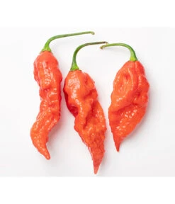 Geisterchili 7 Geisterchili -Outdoor Garten Geschäft 8830630 WE DE 001 IndischerGeisterchili