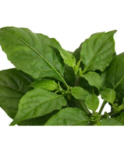 Geisterchili 9 Geisterchili -Outdoor Garten Geschäft 8830630 WE DE 002 IndischerGeisterchili