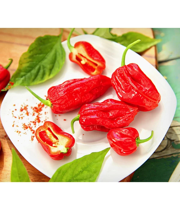 Geisterchili 1 Geisterchili