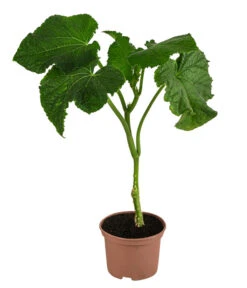 Bestseller -Outdoor Garten Geschäft 8830788 WE FS 001 Schlangengurke