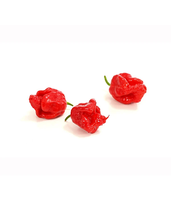 Chili 'Carolina Reaper' 3 Chili 'Carolina Reaper' – Bild 3