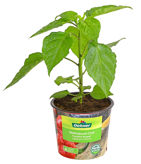 Chili 'Carolina Reaper' 2 Chili 'Carolina Reaper' – Bild 2