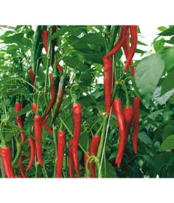 Rote Peperoni, Scharf 9 Rote Peperoni, Scharf -Outdoor Garten Geschäft 8831687 WE DE 001 CapsicumAnnuumFireflameVolmary