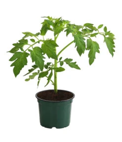Bestseller -Outdoor Garten Geschäft 8831968 WE FS 001 BioBuschtomate