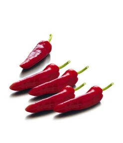 Spitzpaprika, Rot -Outdoor Garten Geschäft 8833485 WE FS 001 SpitzpaprikaRot