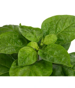 Chili 'Habanero', Orange -Outdoor Garten Geschäft 8833543 WE DE 002 ChiliHabaneroOrange