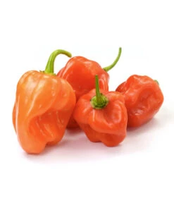 Chili 'Habanero', Orange -Outdoor Garten Geschäft 8833543 WE FS 003 ChiliHabaneroOrange