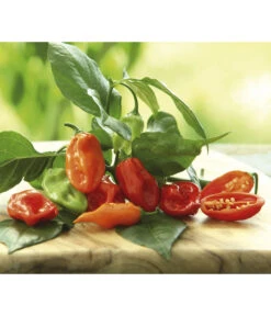 Chili 'Habanero', Orange