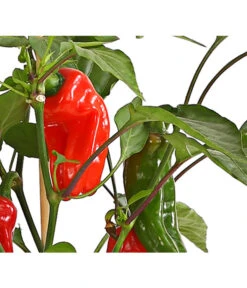 Pick-a-Pep® Snackpaprika Mit Früchten -Outdoor Garten Geschäft 8838823 SnackpaprikaRotMitFrucht